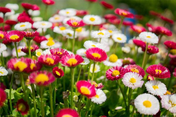 Bedded Plants